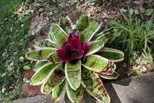 Bromeliads assortment mix for sale  Brandon