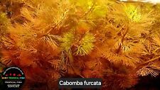Cabomba furcata live for sale  COLWYN BAY