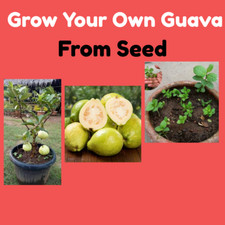 fruit seeds for sale fruit seeds for sale BIRMINGHAM