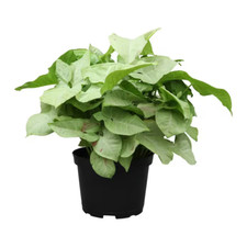 Milk confetti syngonium for sale  Denver