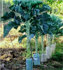 Walking stick cabbage gebraucht kaufen  Witzenhausen