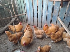 Buff orpington round for sale  HULL