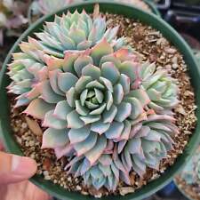 Echeveria blue mist for sale  Newark