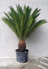 King sago palm for sale  Shingletown