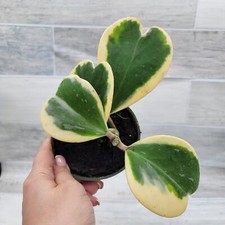 Variegated hoya kerrii for sale  Reseda