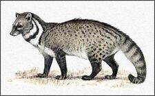 Kopi luwak questo usato  Spedire a Italy