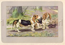 Dog basset hound d'occasion  Expédié en Belgium