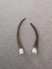 Red spiker stag for sale  MATLOCK