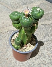 San pedro pfropf gebraucht kaufen  Prichsenstadt