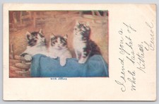 Postcard three tabby for sale  Brush Creek