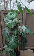 Monstera deliciosa live for sale  San Antonio