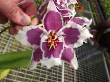 Oncidium tiger brew for sale  HALSTEAD