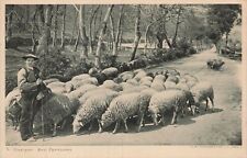 Berger pyrenees sheep d'occasion  Expédié en Belgium