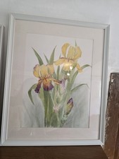 Vintage yellow iris for sale  FORDINGBRIDGE