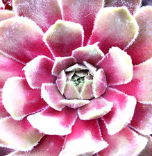 Sempervivum rhubarb crumble gebraucht kaufen  Göttingen