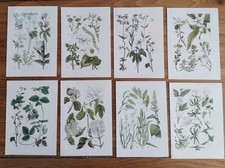 Botanical prints set for sale  BIRKENHEAD