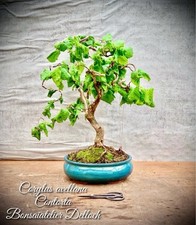Corylus avellana contorta usato  Spedire a Italy