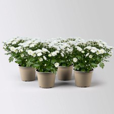 Chrysanthemen weiß topf gebraucht kaufen  Deutschland