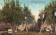 Postcard apple orchard for sale  China Spring