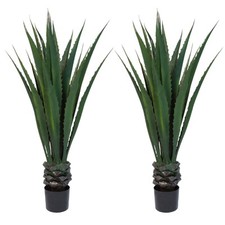 Set giant agave for sale  Brentwood