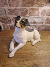 Jack russell terrier for sale  BRIGHTON