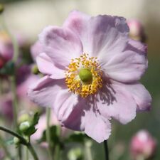 Anemone hybrida queen for sale  BELPER