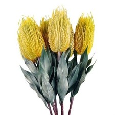 Pack 75cm banksia for sale  CROWBOROUGH
