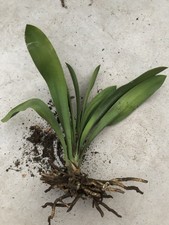 Clivia miniata bush for sale  El Monte
