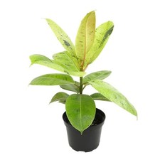 Ficus elastica shivereana for sale  Houston