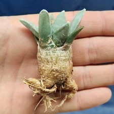 Ariocarpus retusus 73.12 usato  Tramonti