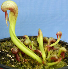 Darlingtonia californica carni for sale  AMMANFORD