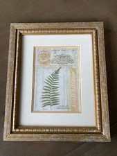 Shelley hely fern for sale  Santa Barbara