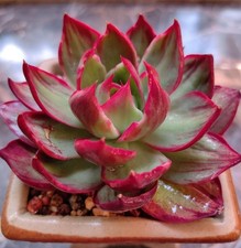 Echeveria casio variegated for sale  HULL