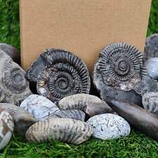 Children fossil box d'occasion  Expédié en Belgium