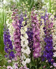 Delphinium pacific tall for sale  BLACKBURN