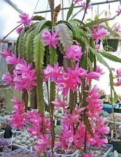 Epiphyllum impératrice allema d'occasion  Châtenay-Malabry