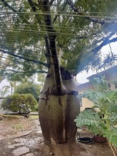 Brachychiton rupestris seedlin for sale  Goleta