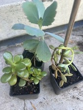 Organic plants for sale  Winnetka