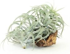 Tillandsia cacticola long for sale  Saint Augustine