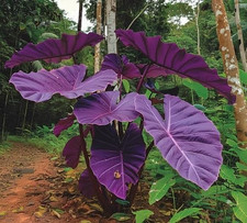 elephant ears tree for sale  Denver