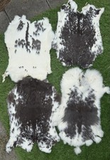 pelt rabbit 2 fur taxidermy for sale pelt rabbit 2 fur taxidermy for sale Cullman