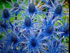 Eryngium planum seedling for sale  PENRITH