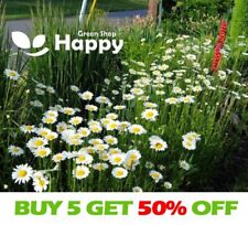 Eyed daisy may for sale  DONCASTER