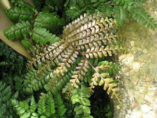 Mahogany fern live for sale  USA