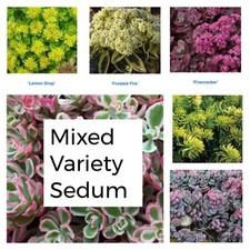 sedum for sale sedum for sale WARRINGTON
