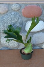 Rare platycerium hillii for sale  Roseburg