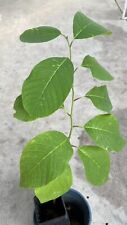 Cherimoya live plant for sale  Baldwin Park