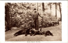1910 hunting young d'occasion  Expédié en Belgium