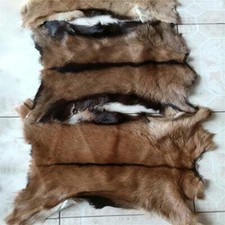 Piece real goat for sale  UK