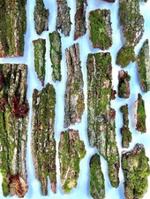 Large live moss for sale  Lake Zurich